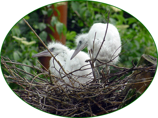 MÜLLER Garten- & Landschaftsbau
